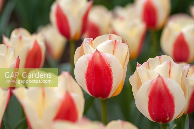 Tulipa 'Hope' - Tulip