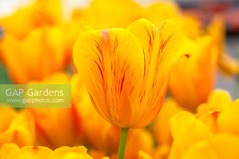 Tulipa 'Jannekes Orange' - Tulip 'Jannekes Orange'
