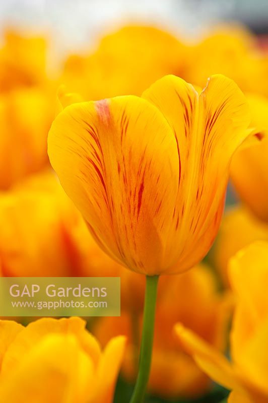 Triumph Tulipa 'Jannekes Orange' - Tulip 