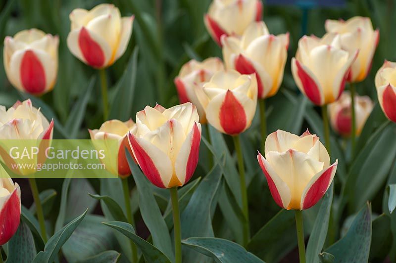 Tulipa 'Hope' - Tulip 'Hope'