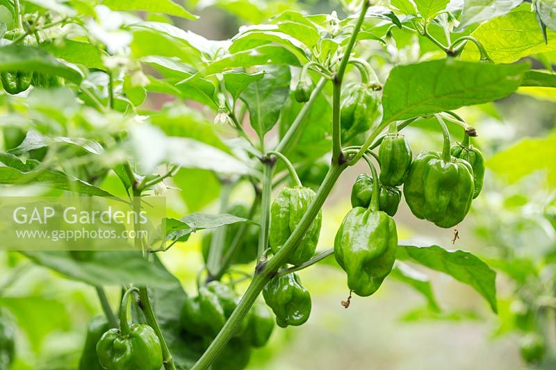 Capsicum chinense 'Habanero Rojo Belize' - Chilli Pepper 'Habanero Rojo Belize'