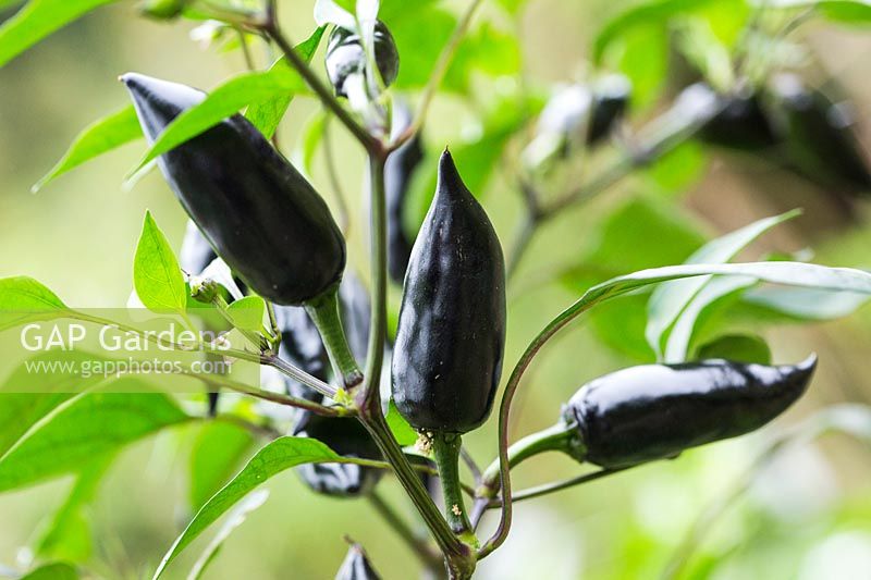 Capsicum annuum 'Jalapeno Purple' - Chilli pepper 'Jalapeno Purple'