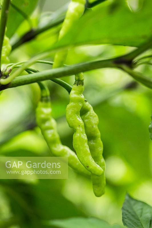 Capsicum annuum 'Thai Hot' - Chilli pepper 'Thai Hot'