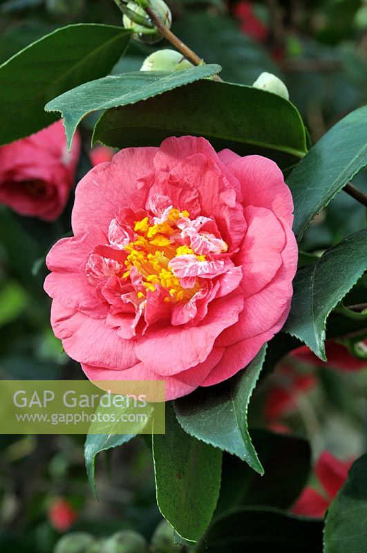 Camellia 'Flower Girl' 