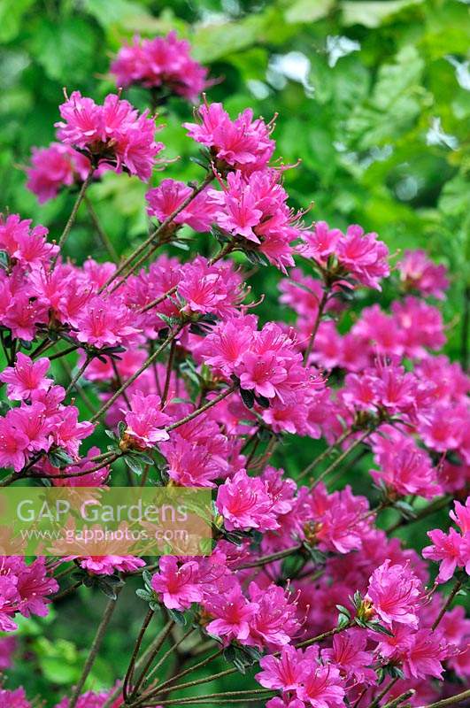 Rhododendron 'Amoenum' 