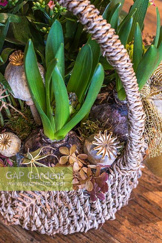 Christmas arrangement in wicker basket planted with Hyacynths embellished with dried seed heads and foliage