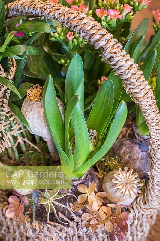Christmas arrangement in wicker basket planted with Hyacynths embellished with dried seed heads and foliage