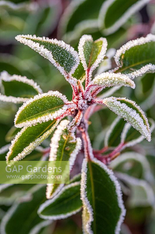 Portuguese laurel hedging with frost