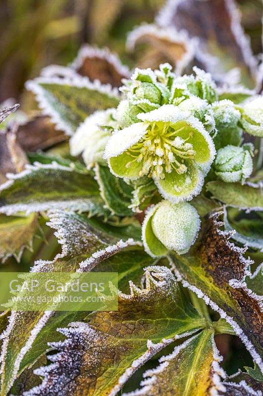 Helleborus x sternii in frosty conditions