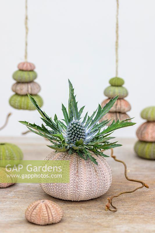 Table decorations made from sea urchin shells and Eryngium