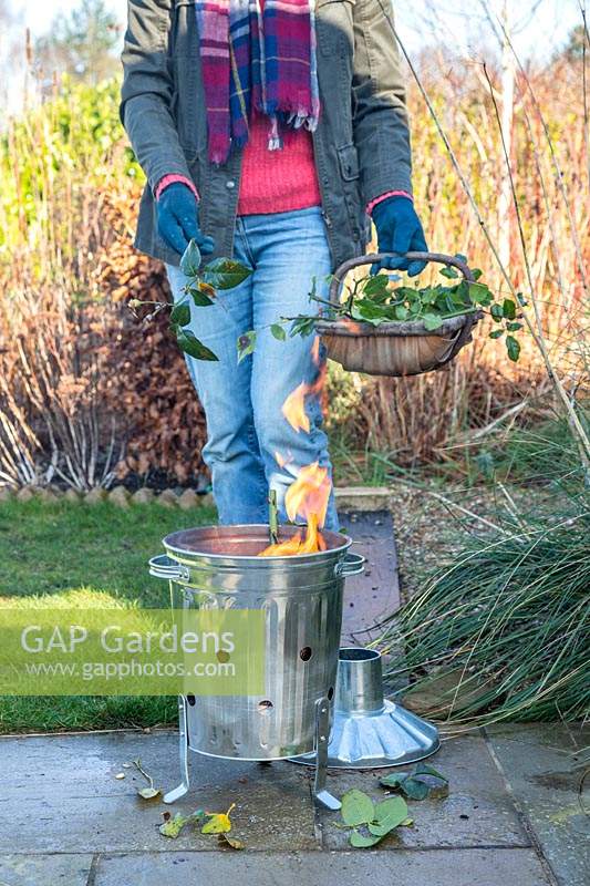 Woman burning diseased rose cuttings in galvanised mini incinerator