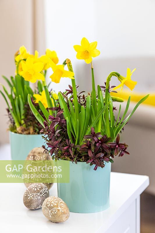 Narcissus 'Tete-a-tete' and Hebe 'Caledonia' in blue ceramic pots with ornate Easter eggs
