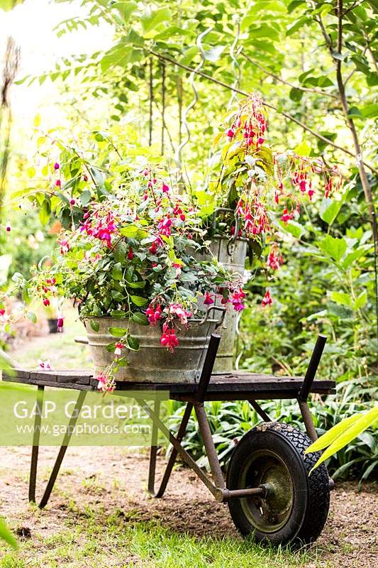 Fuchsia collection in metal containers on a trolley 