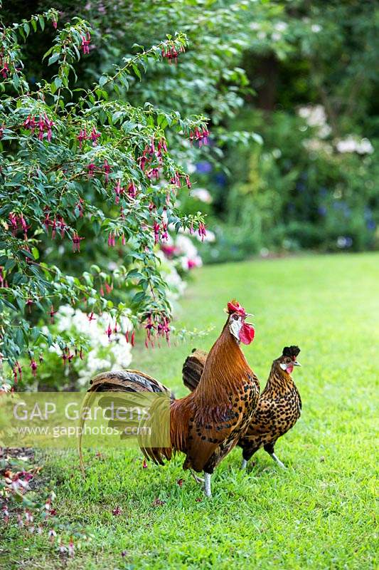 Hens on a lawn by Fuchsia magellanica 'Arauco' in a bed 