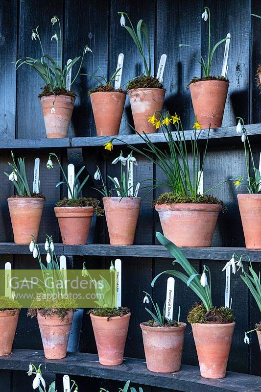 Display of labelled Galanthus - Snowdrop - and a Narcissus - Daffodil - in pots in an Auricula Theatre