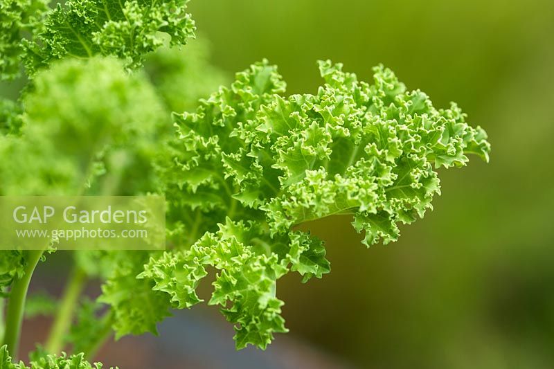 Brassica oleracea acephala - Dwarf Blue Kale
