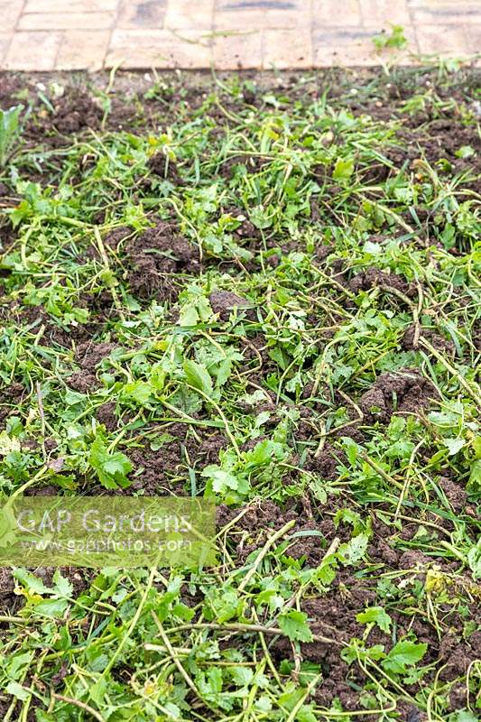 Green manure cut back and dug over in bed. 