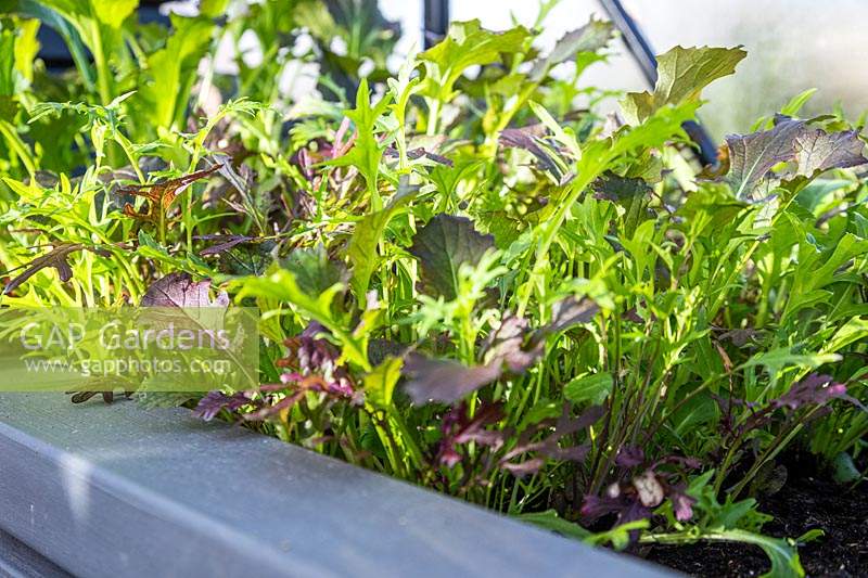 Successional growing of Salad Leaves 'Winter Greens' in a trough in greenhouse. 