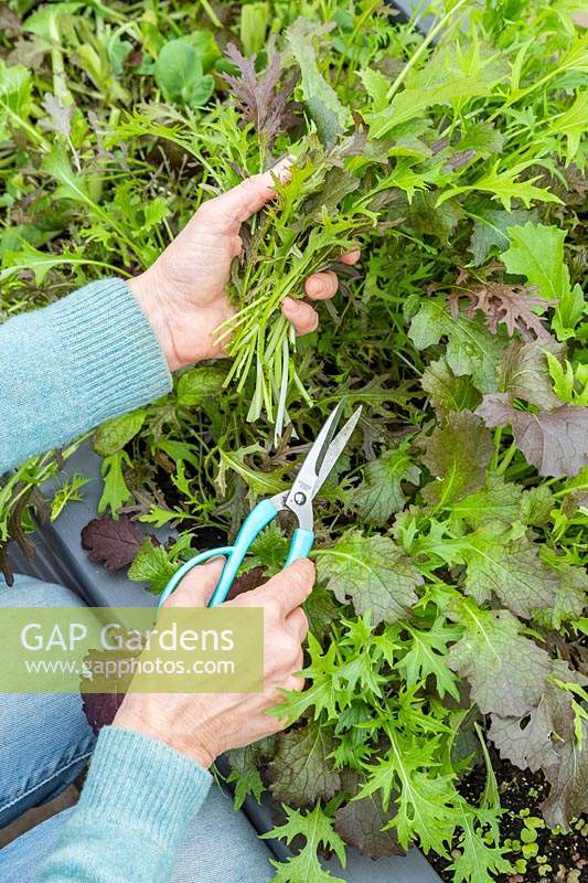 Woman harvesting salad leaves 'Winter Greens' grown in succession. 