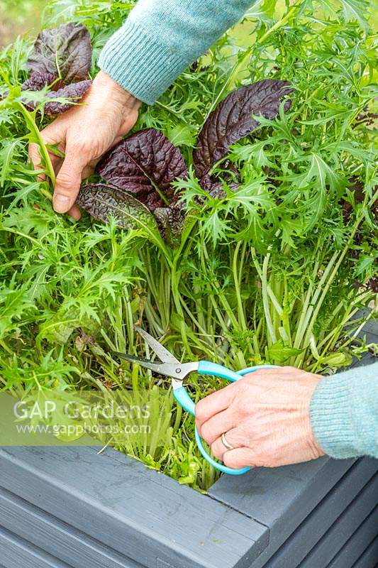 Woman harvesting salad leaves 'Bright and Spicy' in winter. 