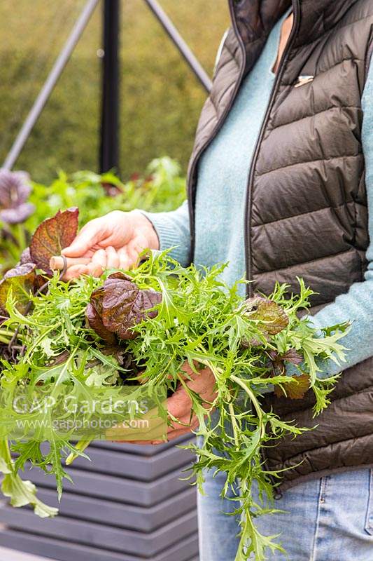 Woman holding wire basket full of harvested salad leaves 'Bright and Spicy' in winter. 