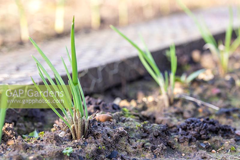 Autumn planted Shallot 'Grisselle' emerging shoots.