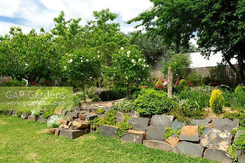 A garden terrace with a wall  made of large pieces of blue stone planted with a variety of hardy shrubs and plants. 
