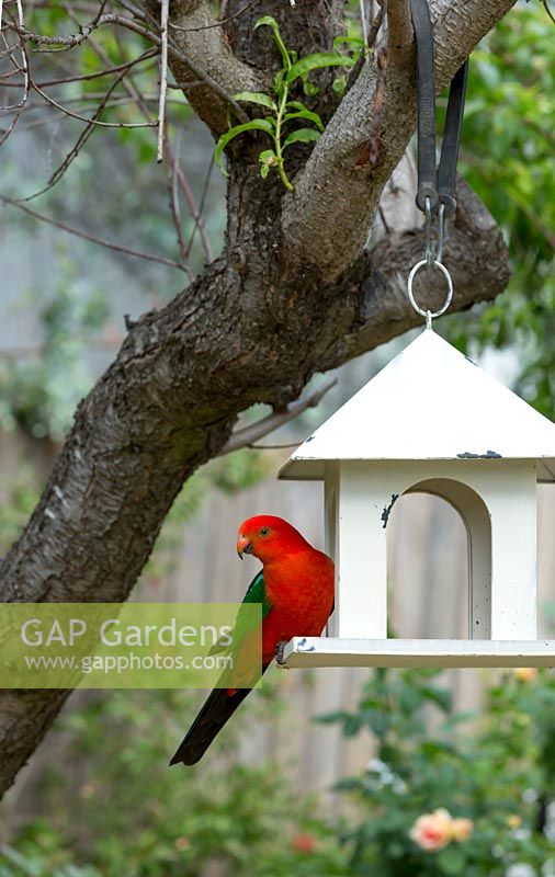 A male King Parrot in lantern shaped bird feeder suspended in a Peach tree.