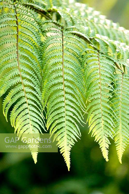 Cyathea medullaris 'tree ferns'