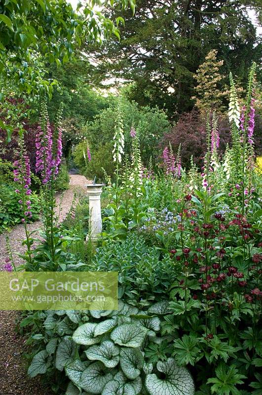 Sundial in a perennial border by a gravel path, plants include: Digitalis - Foxglove, variegated Brunnera and Astrantia 
