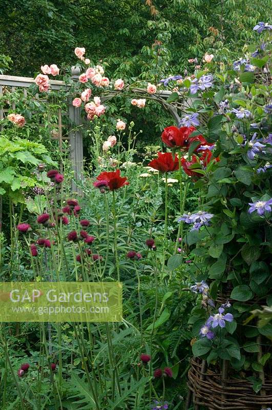 Papaver - Oriental Poppy, Clematis on wicker obelisk and Cirsium rivulare 'Atropurpureum' in a bed with Rosa - Climbing Rose - over arch in background 