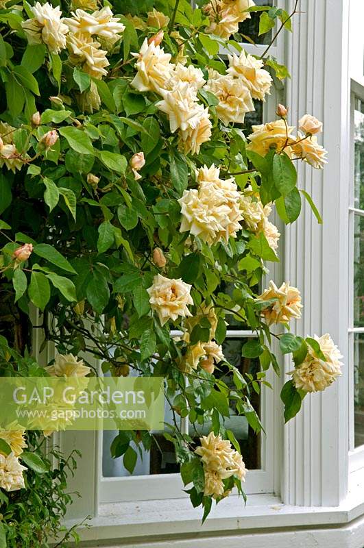 Rosa - Climbing Rose - on house wall by window 