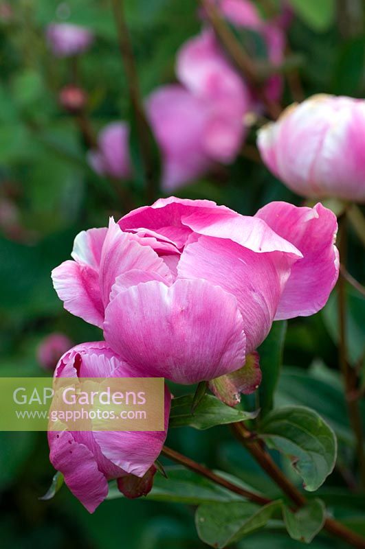 Paeonia  - Peony - flowers with petals closed over
