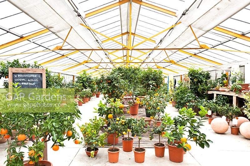 Citrus nursery with potted plants on display undercover