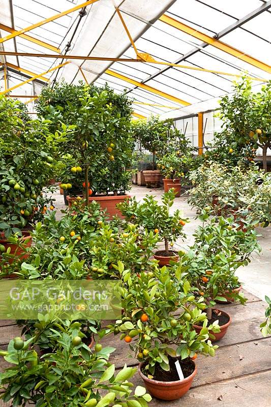 View over potted plants in a Citrus nursery undercover