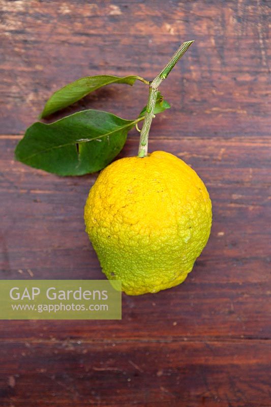 Citrus medica bicolor - Citron - single fruit 