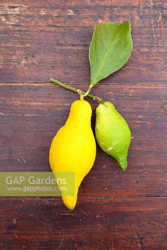 Citrus medica 'Piretto' - Citron - elongated ripe and unripe fruit 