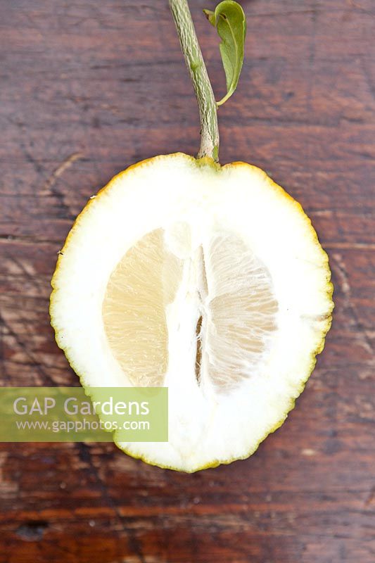Citrus medica bicolor - cut fruit to show thick rind 