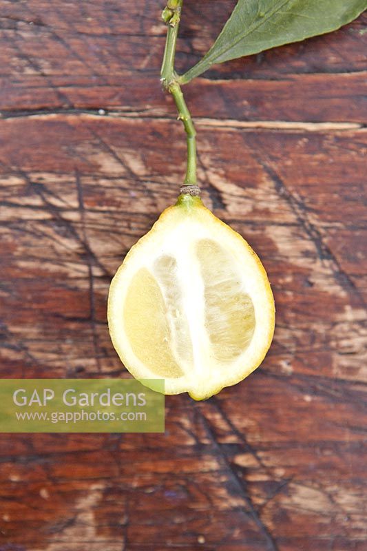 Citrus medica 'San Domenico' - Citron - cut fruit to show rind 