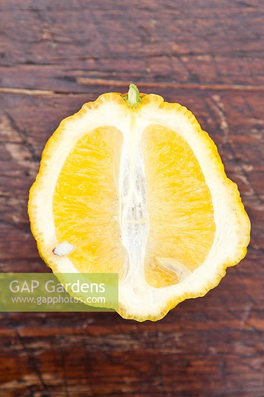 Citrus medica 'Canarone' - Citron - cut to show thick rind 