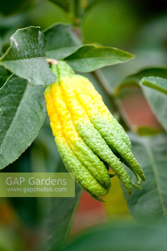Citrus medica digitata - BuddhaÂ´s Hand - unripe fruit with 'fingers' not yet ripe 