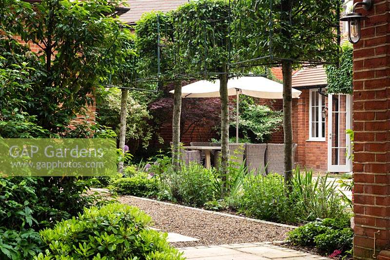 View under Carpinus - Hornbeam - squared trained trees in bed to patio
