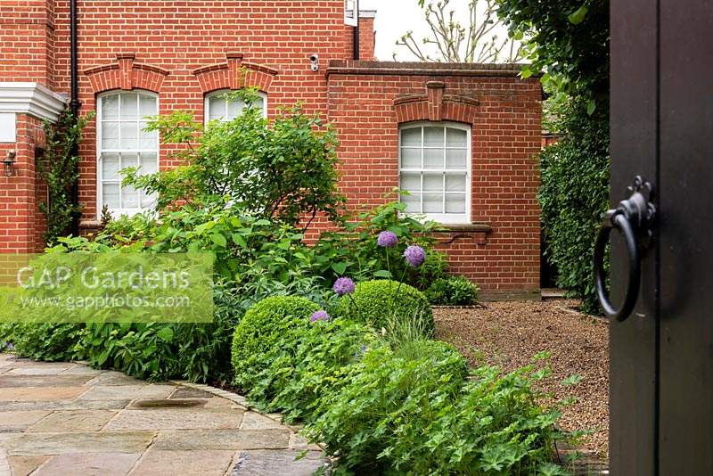 View through gate to curved border between paved path and gravel area planted with Allium, Buxus - Box - balls, Geranium and Hydrangea, brick house in background