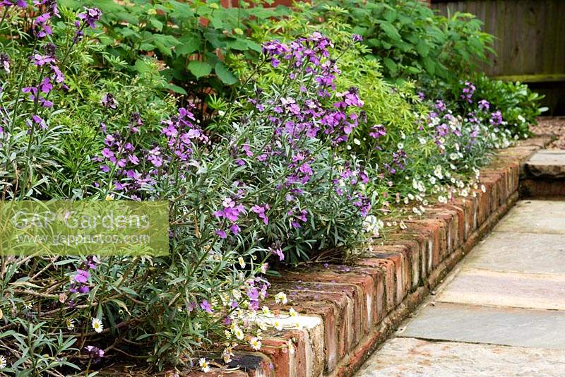 Border with brick edging near path, plants include: Erigeron karvinskianus and Erysimum 'Bowles Mauve'- Perennial Wallflower 