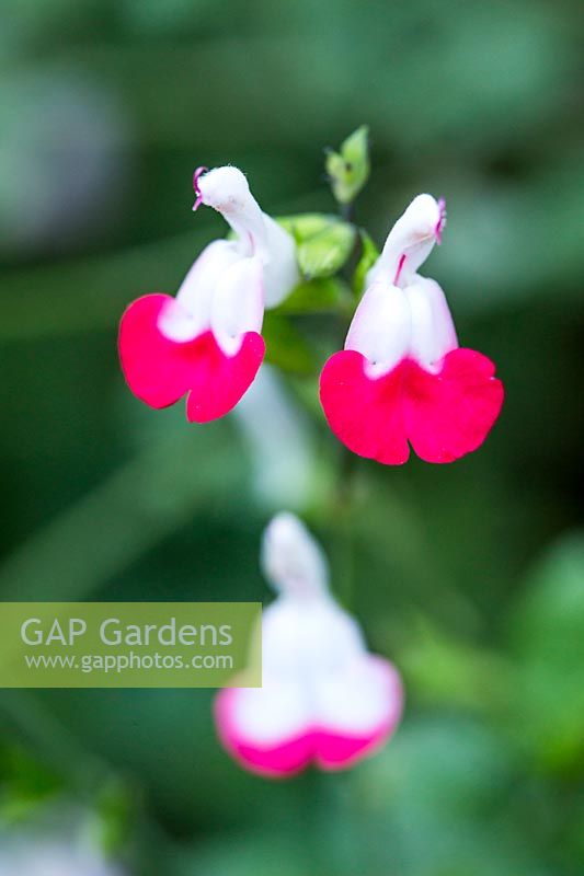 Salvia x jamensis 'Hot Lips'
