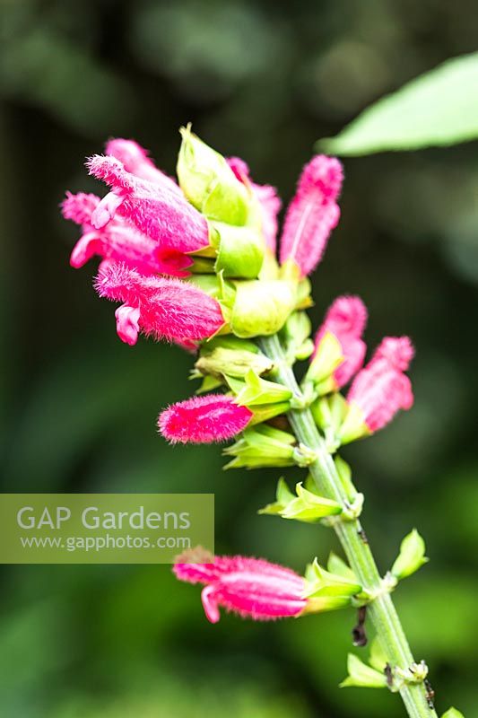 Salvia oxyphora - Fuzzy Bolivian Sage 