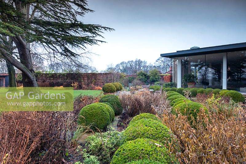 Walled garden with winter borders with buxus topiary balls with view to modern glass garden room