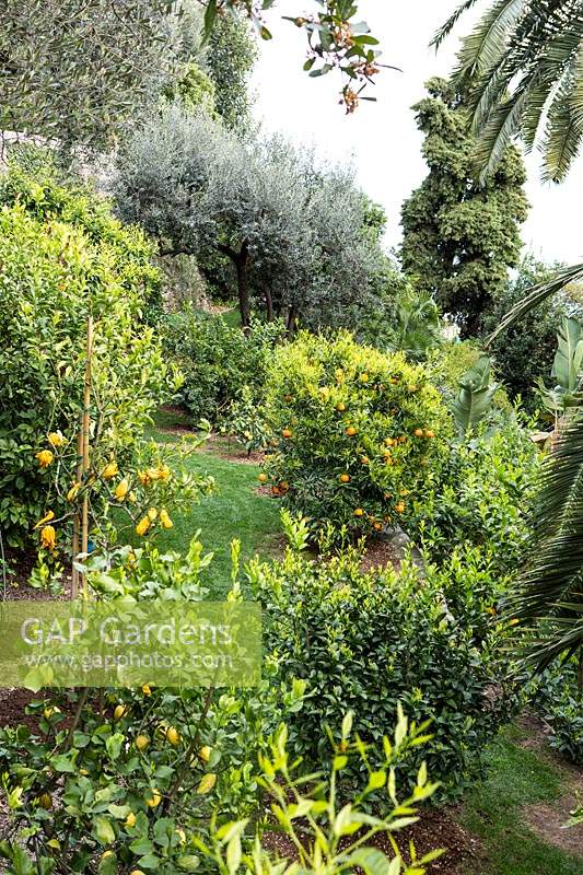 Looking down on terrace with Citrus - Orange - with other trees 