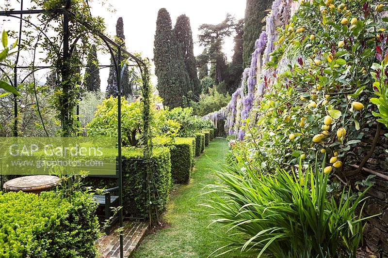 View along grass path lined with topiary squares, a metal gazebo over seating area and Citrus - Lemon - and Wisteria, with Cypress trees in distance