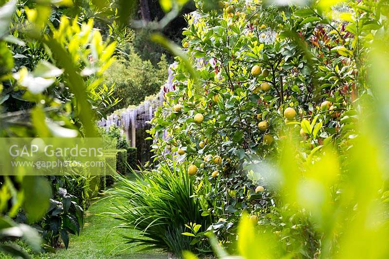 View through foliage of Citrus on terrace 